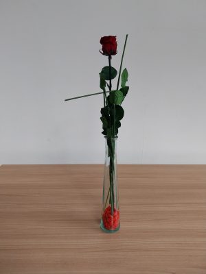 Rose éternelle