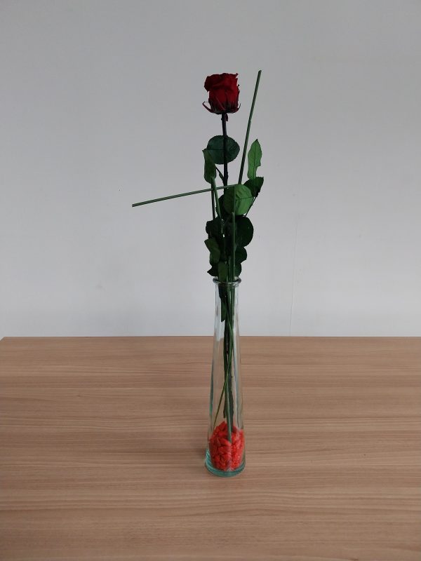 Rose éternelle