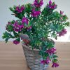 Plante fleurie extérieur fleuriste montpellier