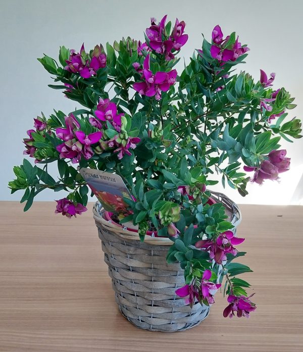 Plante fleurie extérieur fleuriste montpellier