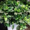 Gardenia plante fleurie en pot, parfumée