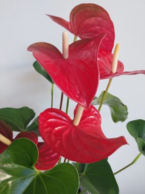 Anthurium plante fleurie