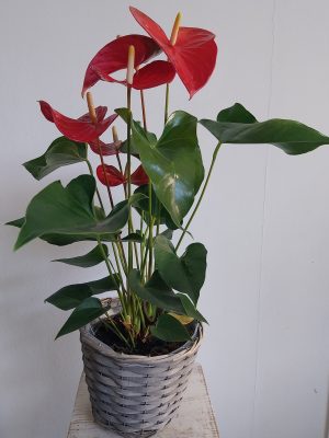 Anthurium plante fleurie