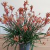 Anigozanthos plante fleurie appelée aussi pied de kangourou