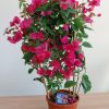 Bougainvillier plante fleurie fleuriste montpellier