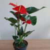 Anthurium rouge Plante fleurie fête des mères