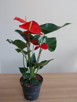 Anthurium rouge Plante fleurie fête des mères