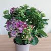 Hortensia bleu violet plante fleurie fête des mères
