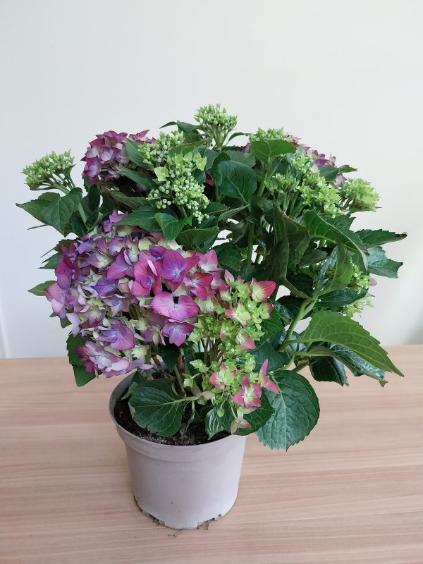 Hortensia bleu violet plante fleurie fête des mères