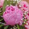 pivoines pivoines