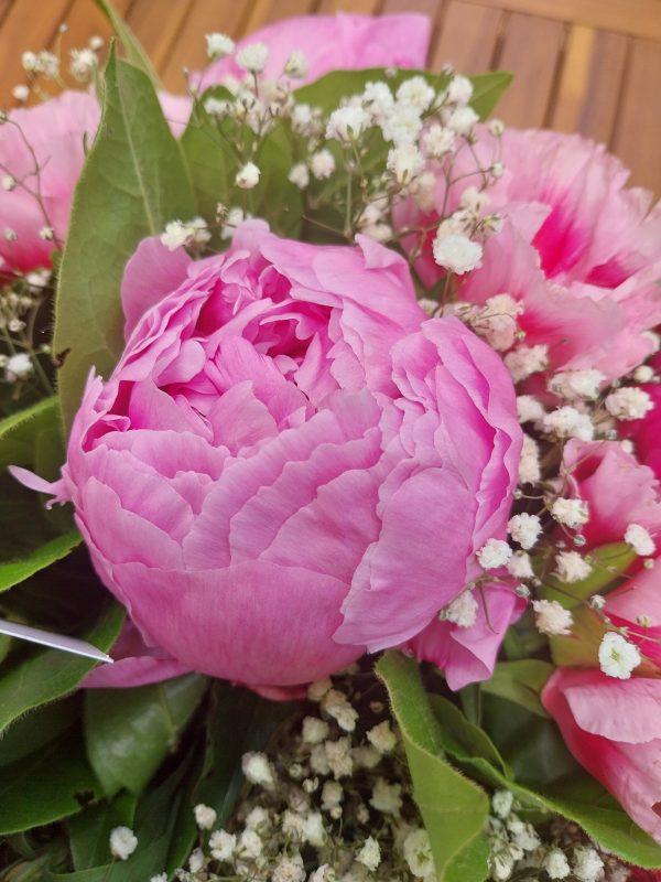 pivoines pivoines