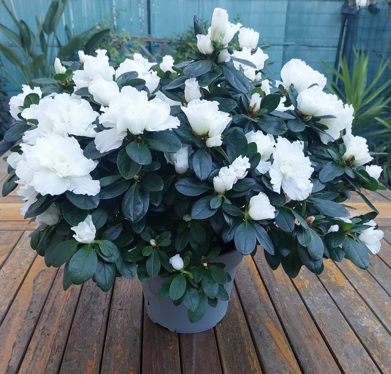 azalée fleurie blanche en pot
