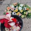 Petales de roses