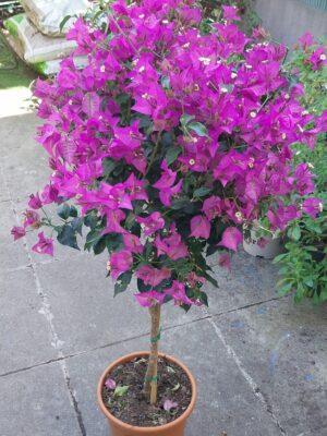 bougainvillier sur tige