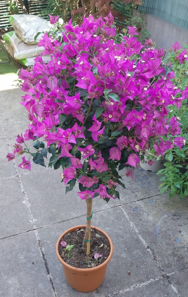 bougainvillier sur tige