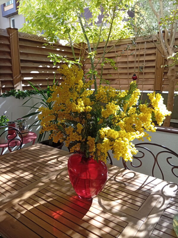 Bouquet de mimosa