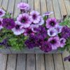 Jardinières de plantes