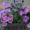 Jardinières de plantes