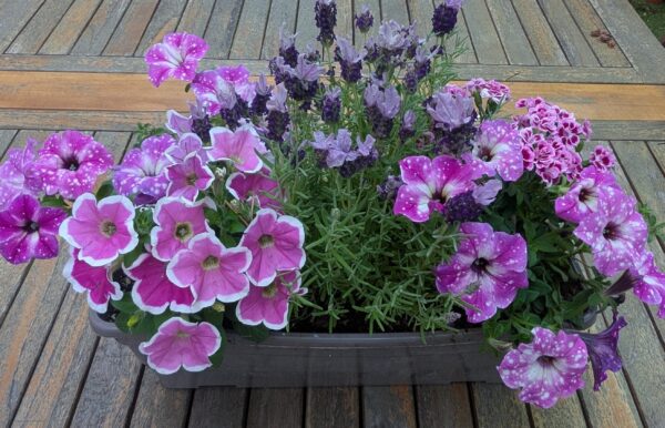 Jardinières de plantes
