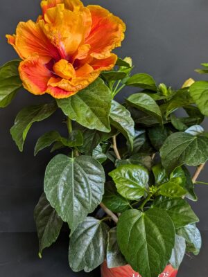 Hibiscus pot 17 cm