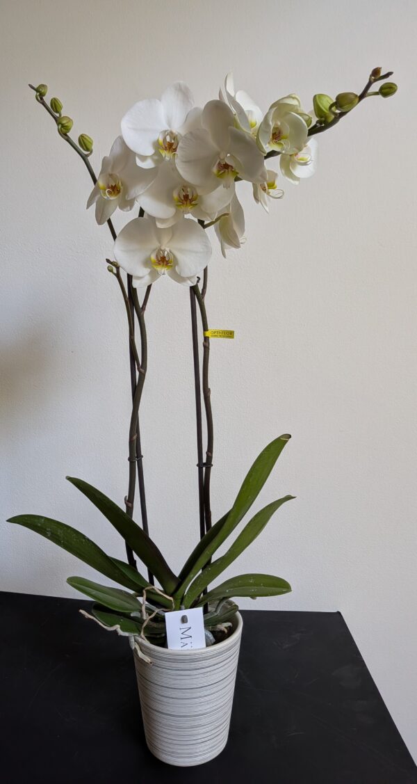 PXL_20260528_115317624 Orchidée Phalaenopsis 2 branches