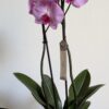 PXL_20260528_115335208 Orchidée Phalaenopsis 2 branches