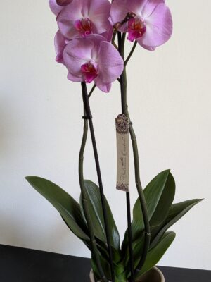 Orchidée Phalaenopsis 2 branches