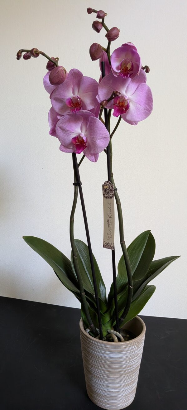 PXL_20260528_115335208 Orchidée Phalaenopsis 2 branches