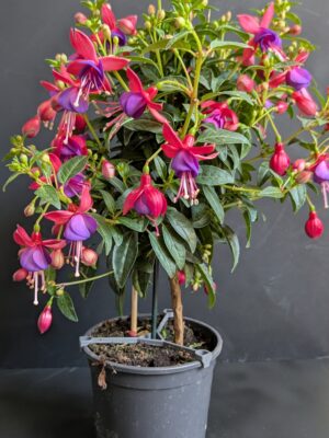 Fushia Pot 14 cm