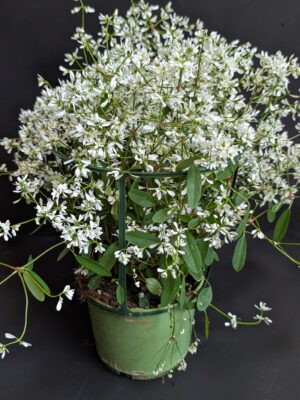 Euphorbe blanche pot 13 cm