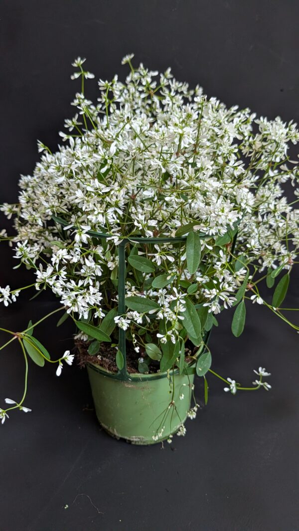 Euphorbe blanche pot 13 cm