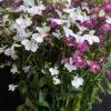 Lobelia potée en mélange