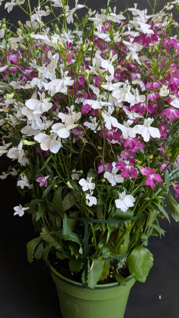 Lobelia potée en mélange