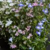 Lobelia potée en mélange
