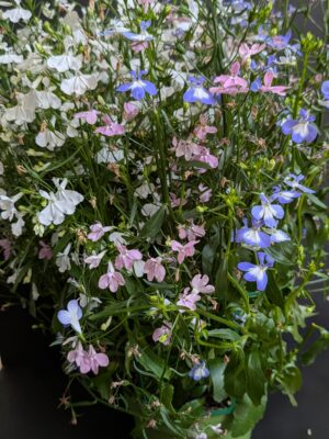 Lobelia potée en mélange