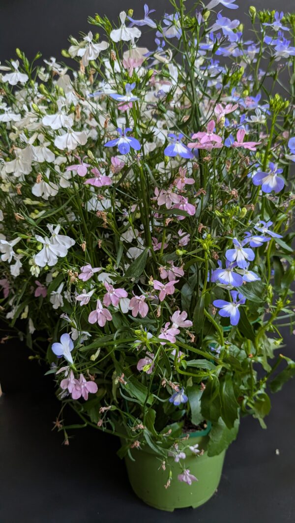 Lobelia potée en mélange