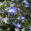 Lobelia potée en mélange