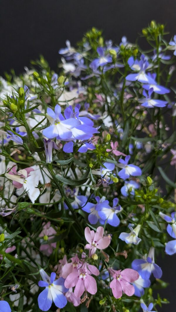 Lobelia potée en mélange