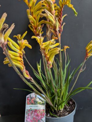 Anigozanthos Pot 15cm