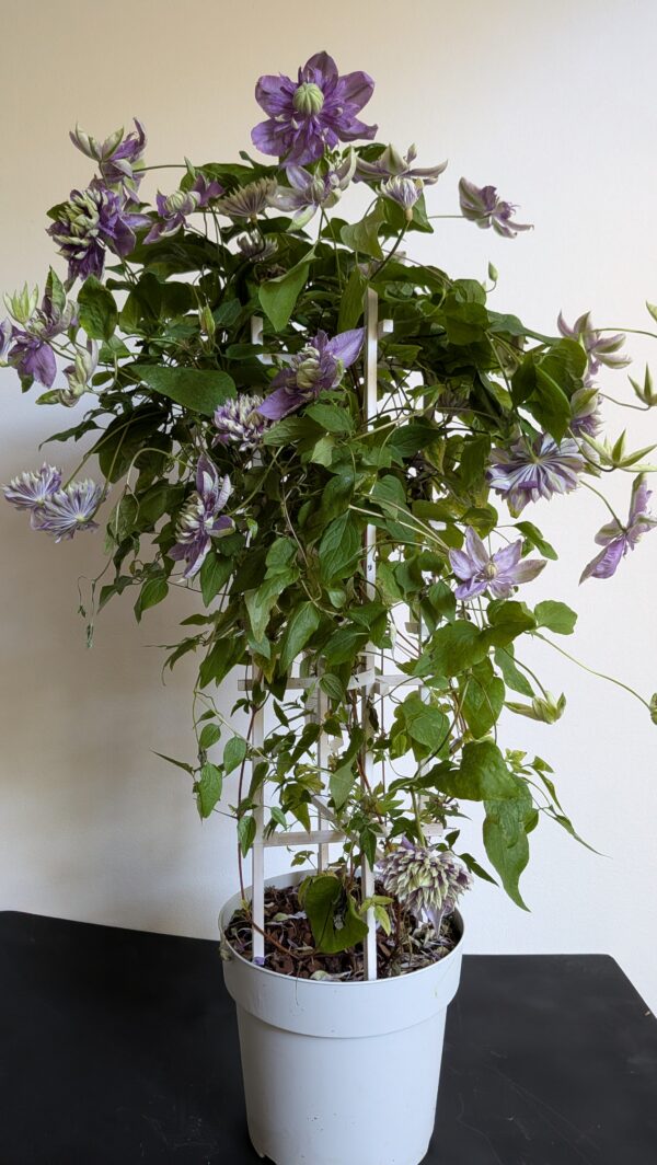Clématite blanche simple ou violette double