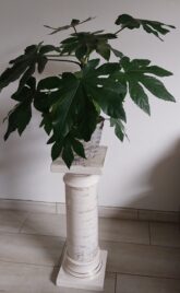 aralia livraison de plantes montpellier