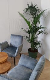 Plante verte Palmier Kentia 1m60, installé dans une salle de pause d'entreprise