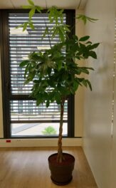 pachira livraison de plantes montpellier