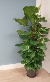 pothos livraison de plantes montpellier