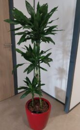Dracaena fragrans plante d'intérieur pour bureau