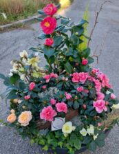 coupe de plantes hivernales rose blanc coupe de plantes hivernales rose blanc