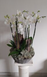Coupe d'orchidées phalaenopsis blanches 9 branches