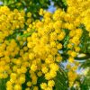 Mimosa