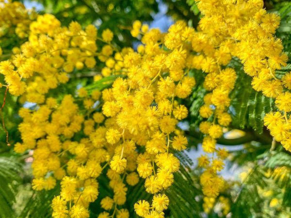 Mimosa